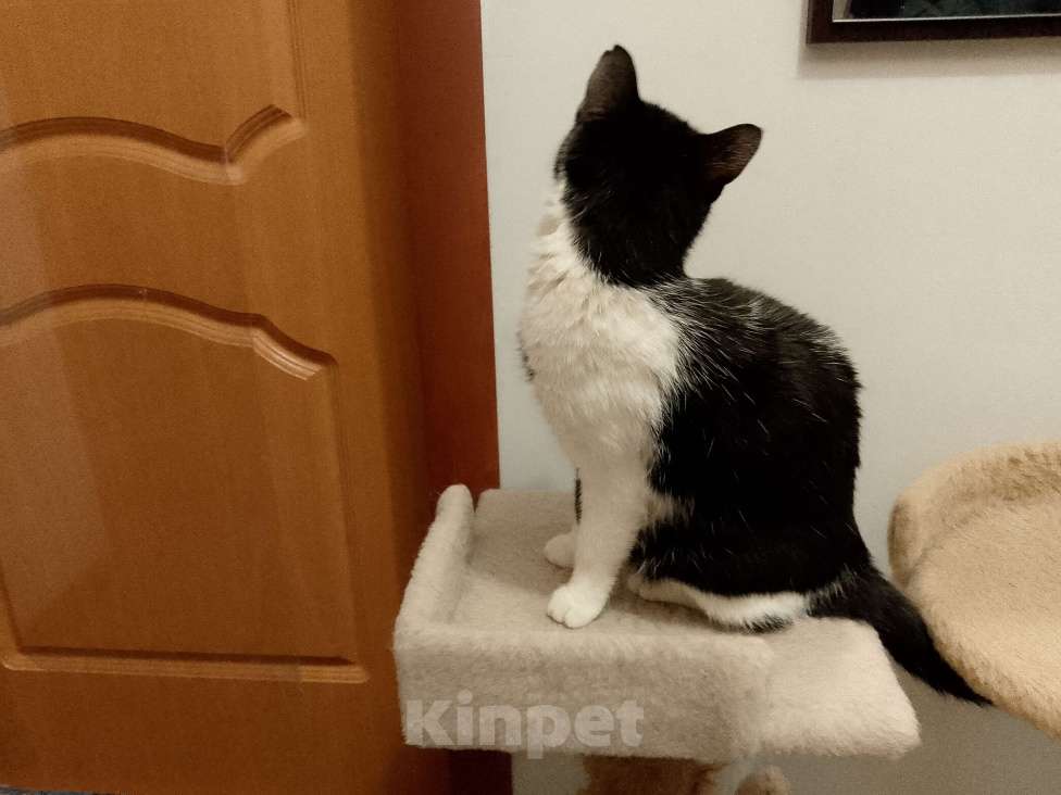 Кошки в Москве: Боня в добрые руки Девочка, Бесплатно - фото 3