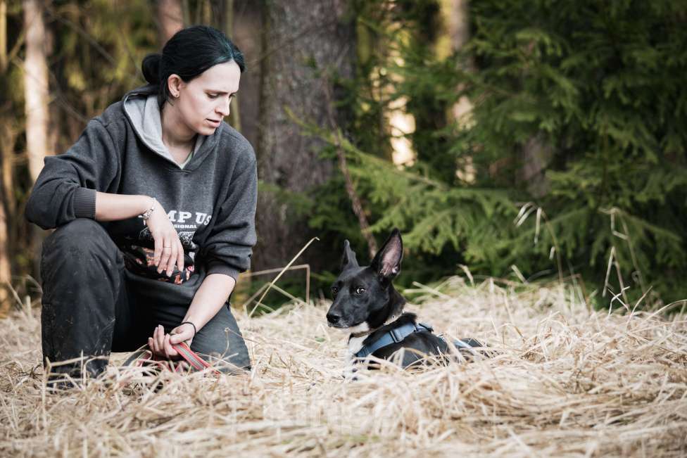 Собаки в Москве: Собака метис корги кардиган в добрые руки Девочка, Бесплатно - фото 3