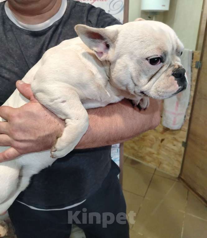 Собаки в других городах Краснодарского края: Французский бульдог  Мальчик, 15 000 руб. - фото 2