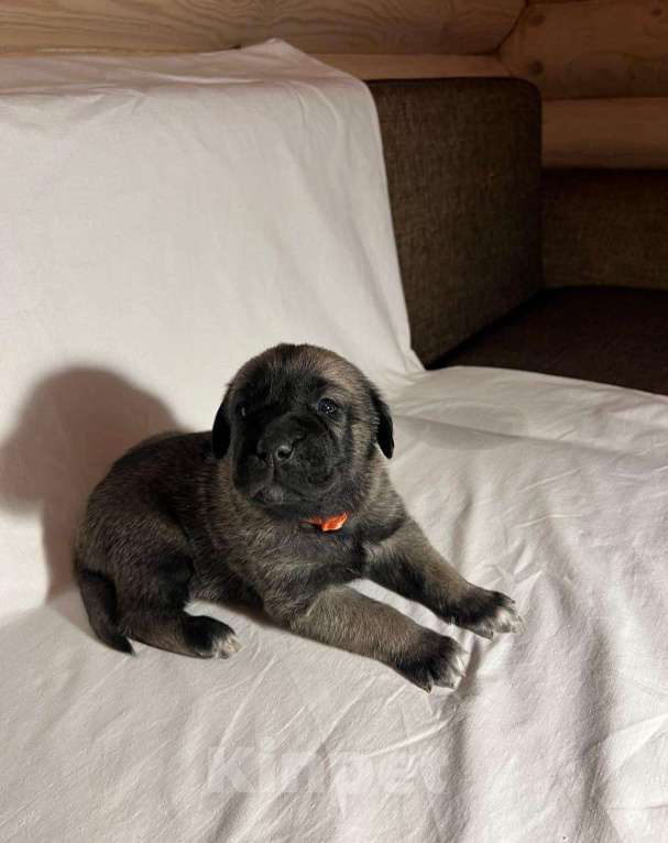 Собаки в Москве: Щенки Турецкого кангала Мальчик, 70 руб. - фото 2