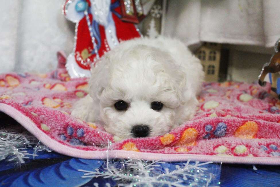 Собаки в Нижнем Новгороде: Девочка Бишон-фризе с документами. Девочка, 80 000 руб. - фото 6