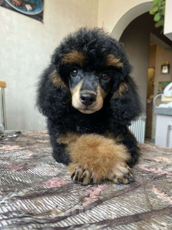 Собаки в Москве: Щенок пуделя Фантом девочка Девочка, Бесплатно - фото 2