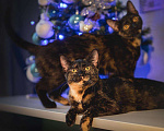 Кошки в Новомичуринске: Две сестрички в добрые руки, Бесплатно - фото 1