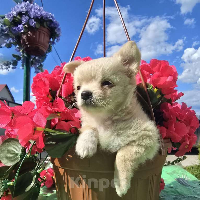 Собаки в Тамбове: Чихуахуа  Мальчик, Бесплатно - фото 2