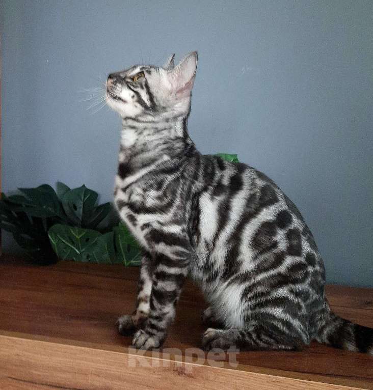 Кошки в Москве: Девочка угольное серебро Девочка, Бесплатно - фото 5