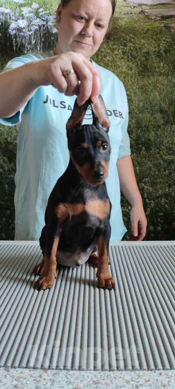 Собаки в Ореховом-Зуево: Щенки цвергпинчера Мальчик, 50 000 руб. - фото 5