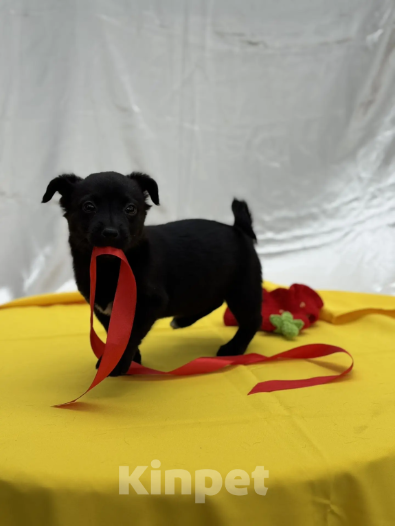 Собаки в других городах Краснодарского края: хотим домой Девочка, 10 руб. - фото 3