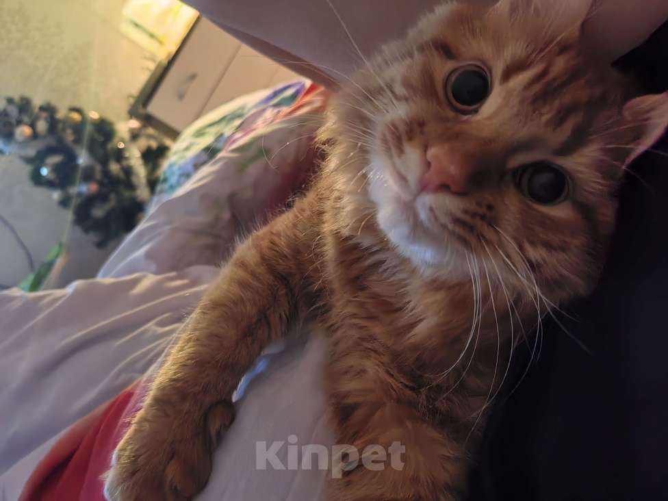 Кошки в Краснодаре: Отдам кота в добрые руки, обеспеченным хозяевам Мальчик, Бесплатно - фото 2