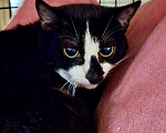 Кошки в Москве: Капелька черно-белая кошечка из приюта Девочка, Бесплатно - фото 2