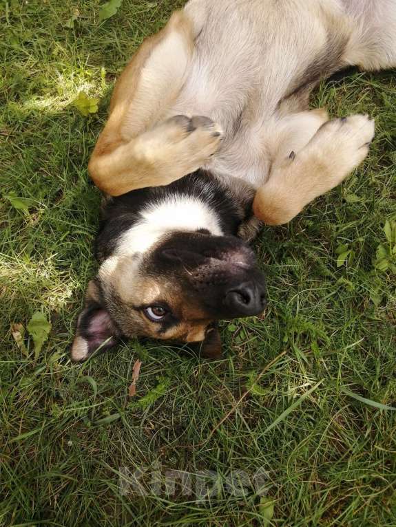 Собаки в Котельнике: Я - Чарджер, мне срочно нужен дом! Мальчик, Бесплатно - фото 3