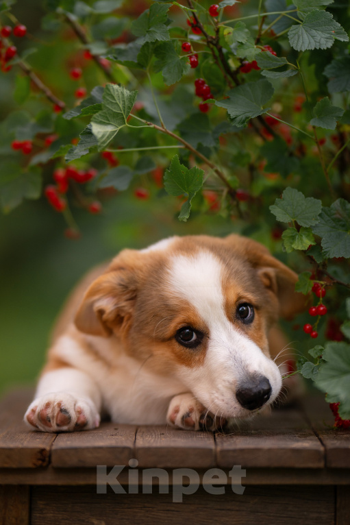 Собаки в других городах Московской области: Щенок вельш корги кардиган Мальчик, 80 000 руб. - фото 1