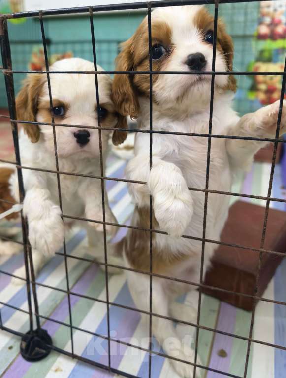 Собаки в Москве: Кавалер Кинг Чарльз спаниель девочки Девочка, 120 000 руб. - фото 5
