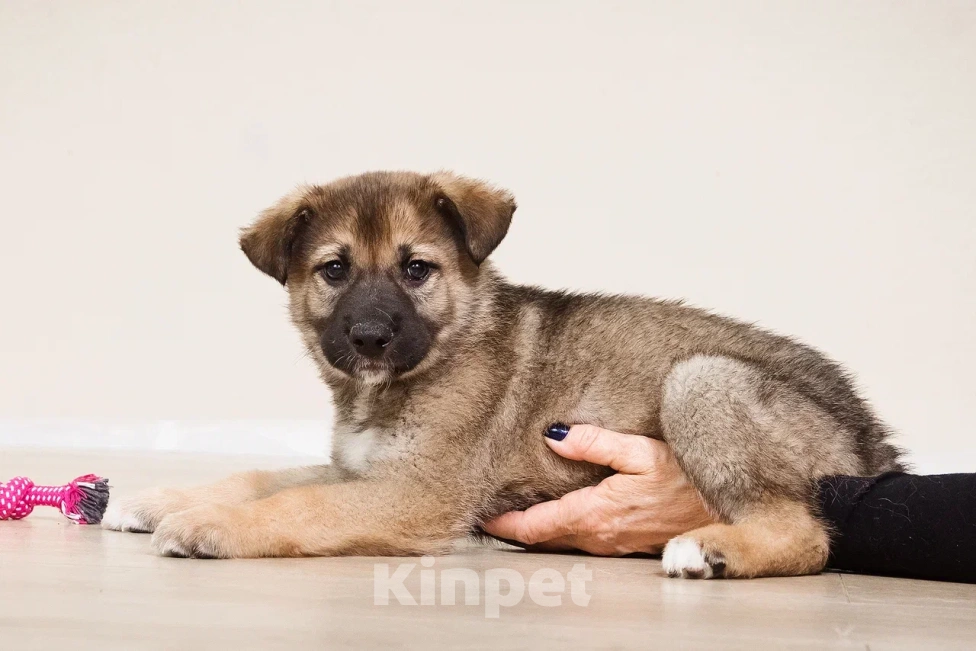 Собаки в Лосином-Петровском: Форест якутенок Мальчик, Бесплатно - фото 7
