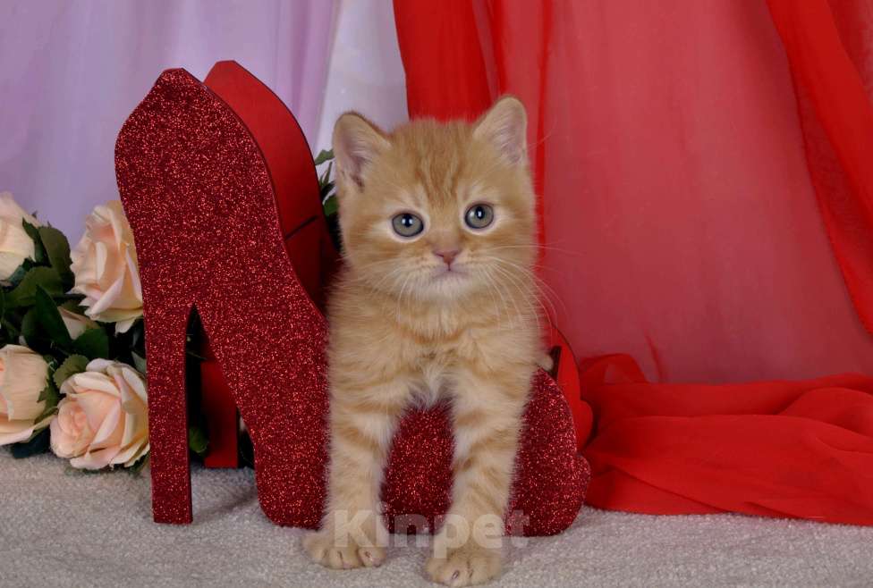 Кошки в Санкт-Петербурге: Британский солнечный котик  Мальчик, 45 000 руб. - фото 4