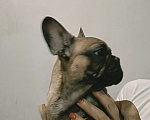 Собаки в Хадыженске: Мальчик Французский бульдог РКФ  Мальчик, 80 000 руб. - фото 6