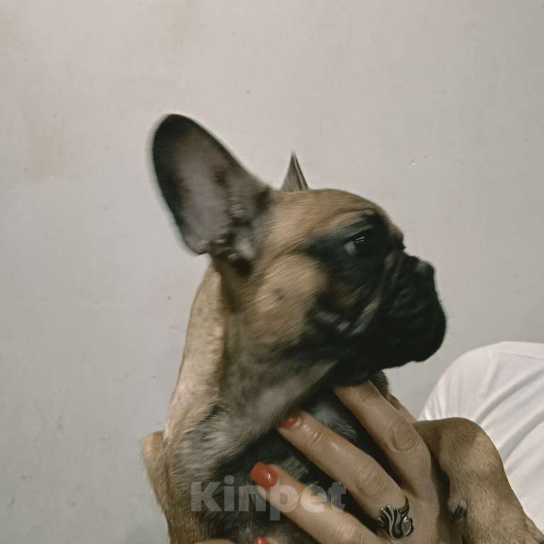 Собаки в Хадыженске: Мальчик Французский бульдог РКФ  Мальчик, 80 000 руб. - фото 6