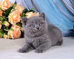 Кошки в Мурином: Британский голубой котик Мальчик, 25 000 руб. - фото 2