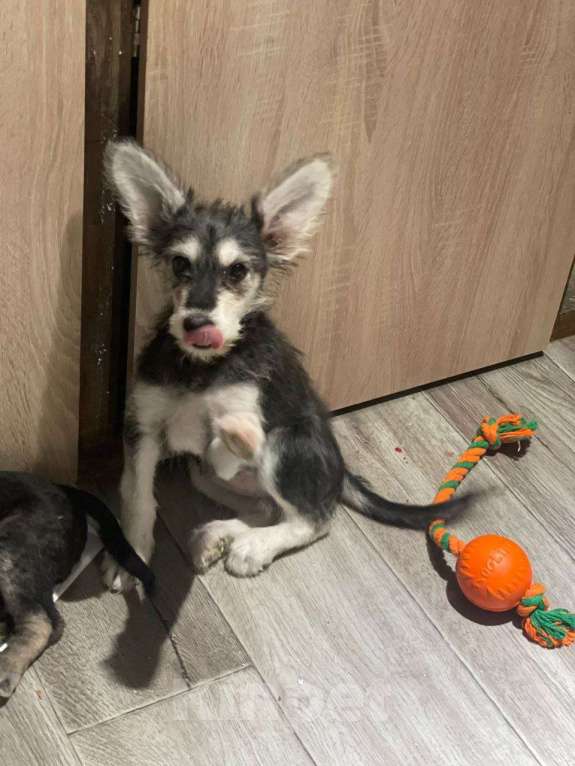 Собаки в Москве: Щенок-девочка, 3 месяца Девочка, Бесплатно - фото 7