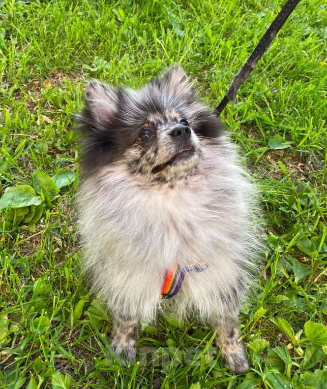 Собаки в Москве: Девочка малого немецкого шпица  Девочка, 40 000 руб. - фото 7