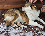 Собаки в Новосибирске: Собака Ласка ниже колена ищет дом Девочка, Бесплатно - фото 6