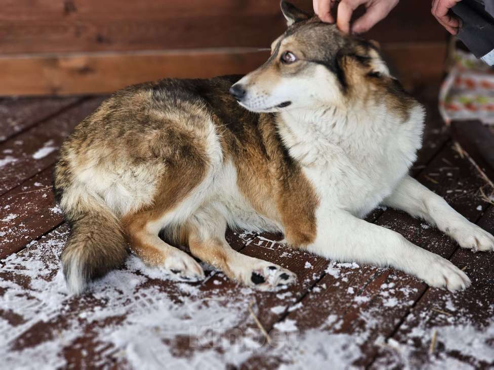Собаки в Новосибирске: Собака Ласка ниже колена ищет дом Девочка, Бесплатно - фото 6