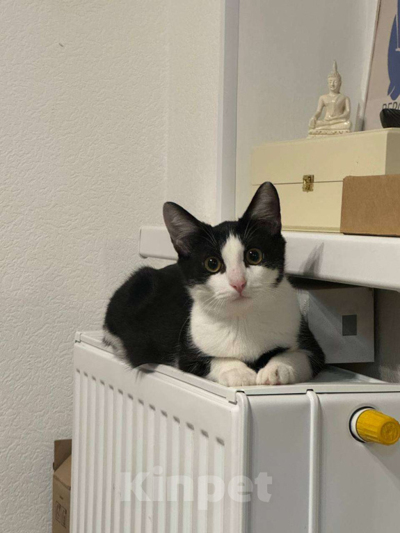 Кошки в Санкт-Петербурге: Котенок Черничка ищет дом Девочка, Бесплатно - фото 3