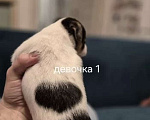 Собаки в других городах Ленинградской области: Девочка Девочка, 35 000 руб. - фото 2