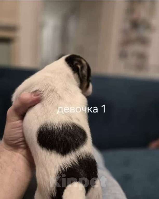 Собаки в других городах Ленинградской области: Девочка Девочка, 35 000 руб. - фото 2