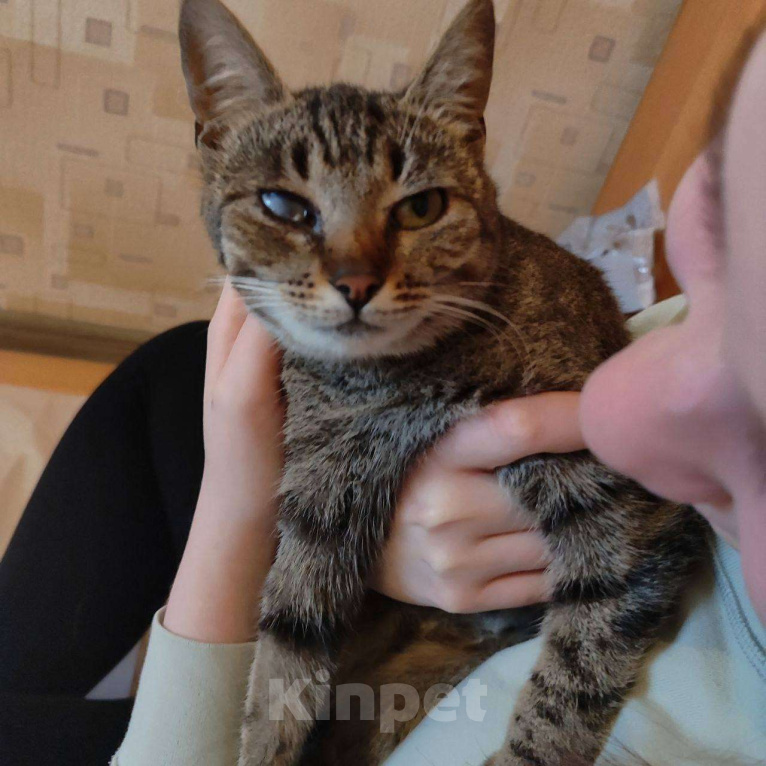 Кошки в Москве: Кошка Бусинка ищет дом! Девочка, Бесплатно - фото 4