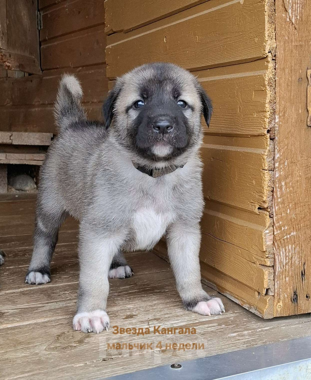 Собаки в других городах Московской области: Щенки кангала от Чемпионов Турции  Мальчик, Бесплатно - фото 7