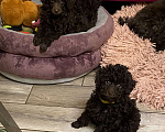 Собаки в Москве: Щенки пуделя Девочка, 100 000 руб. - фото 2