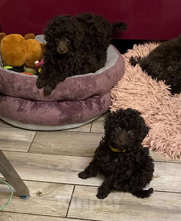 Собаки в Москве: Щенки пуделя Девочка, 100 000 руб. - фото 2