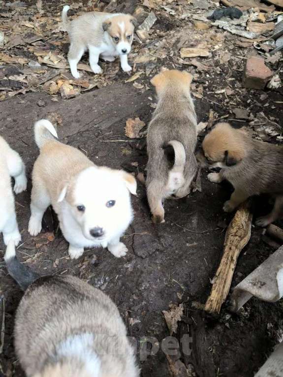Собаки в Москве: В добрые руки Разнополые, Бесплатно - фото 2