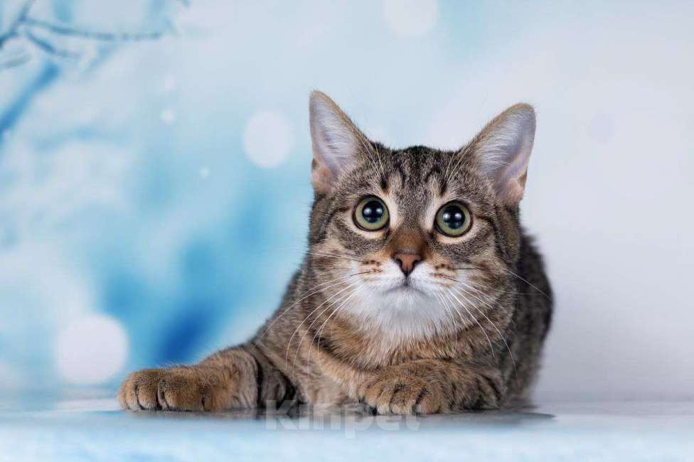 Кошки в Москве: Тарзан ищет семью Мальчик, 50 руб. - фото 4