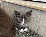 Кошки в Москве: Котенок мальчик Мальчик, Бесплатно - фото 1