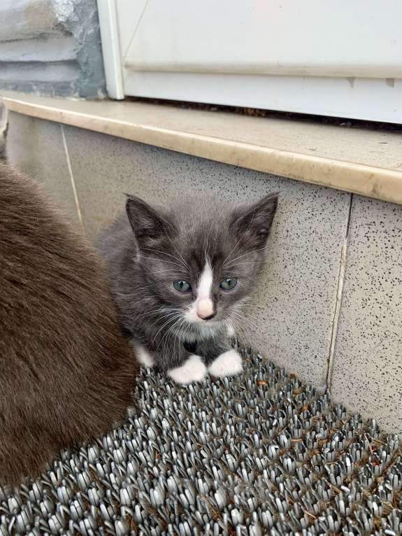Кошки в Москве: Котенок мальчик Мальчик, Бесплатно - фото 1