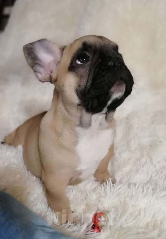 Собаки в Находке: Французский бульдог! Шикарная красотка! КВАДРО генетика!  Девочка, Бесплатно - фото 8