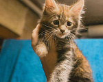 Кошки в Ростове-на-Дону: Котята мейн-кун Девочка, 20 000 руб. - фото 4