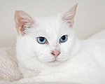 Кошки в Москве: Белоснежная красавица Зефирка ждёт своего человека Девочка, 347 руб. - фото 7