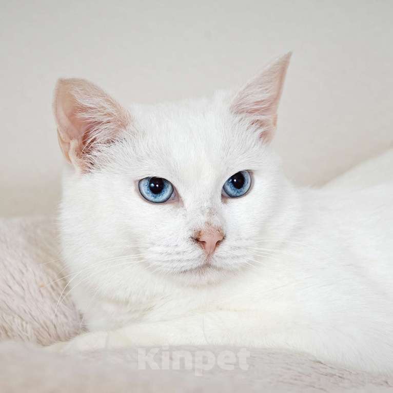 Кошки в Москве: Белоснежная красавица Зефирка ждёт своего человека Девочка, 347 руб. - фото 7