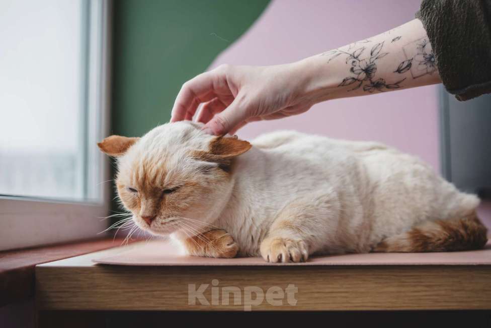 Кошки в Москве: Взрослый ласковый котик Октавиан ищет дом Мальчик, Бесплатно - фото 3