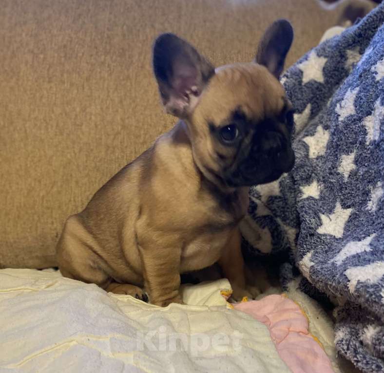 Собаки в Санкт-Петербурге: Шикарная девочка французик в мини размере  Девочка, 45 000 руб. - фото 4