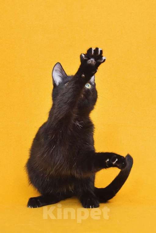 Кошки в Москве: Котенок Ося ищет дом Мальчик, Бесплатно - фото 5