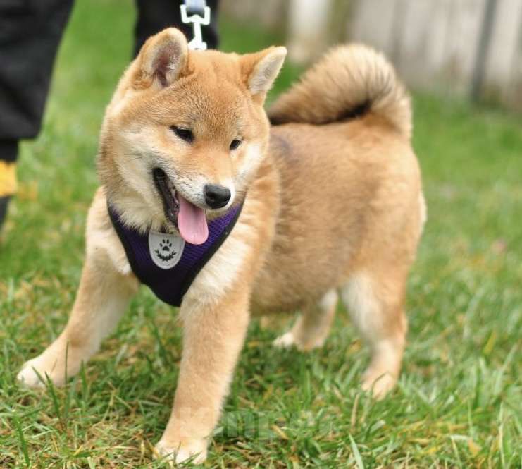 Собаки в Задонске: Девочка Сиба Девочка, 45 000 руб. - фото 2