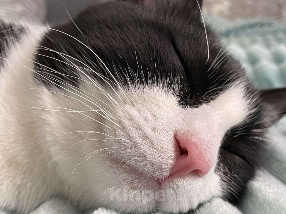 Кошки в Сочи: В добрые ручки Мальчик, Бесплатно - фото 4