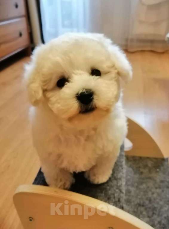 Собаки в Лыткарино: Щенок Бишон Фризе мальчик, Документы РКФ Мальчик, Бесплатно - фото 1