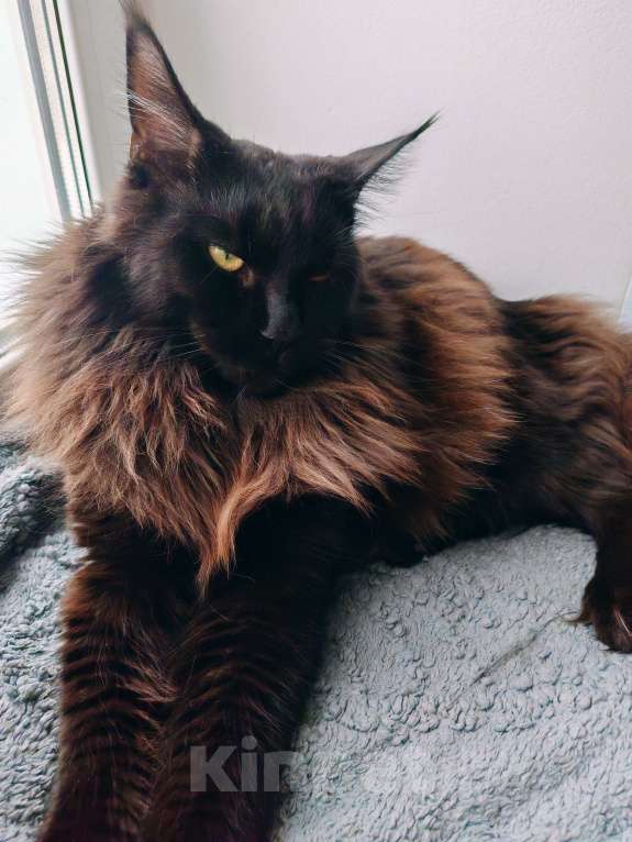 Кошки в Барнауле: Продам кота породы Мейн кун.  Мальчик, 70 000 руб. - фото 4