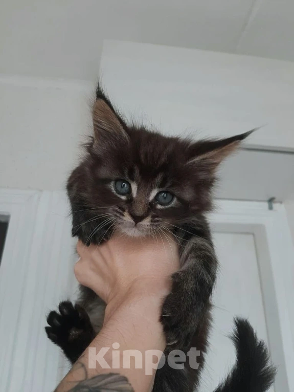 Кошки в Москве: Гамлет Мальчик, 30 000 руб. - фото 1