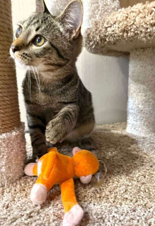 Кошки в Москве: Серый котенок малыш Гномик ищет дом Мальчик, 1 руб. - фото 5