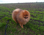 Собаки в Ульяновске: Вязка, 1 руб. - фото 3